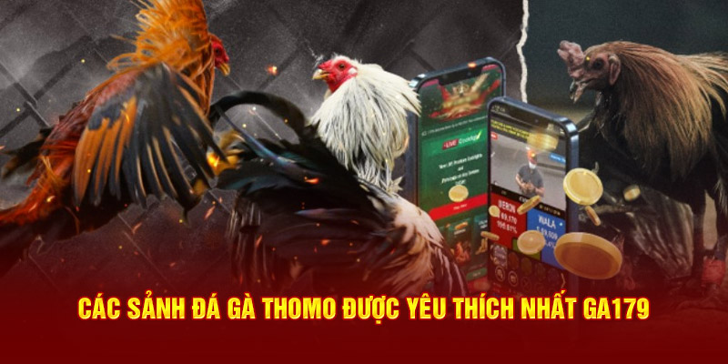 Các sảnh đá gà thomo được yêu thích nhất GA179