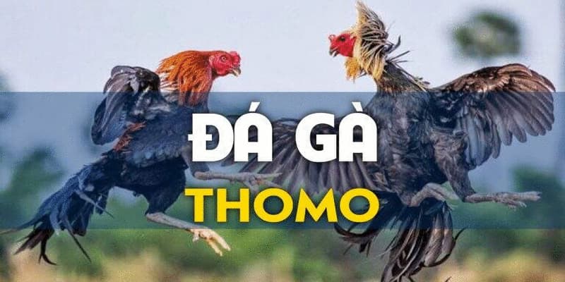 Khuyến mãi đá gà thomo GA179