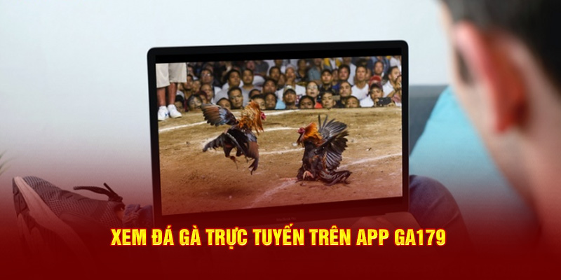 Xem đá gà trực tuyến trên app đá gà thomo GA179